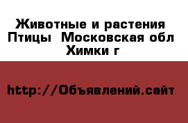 Животные и растения Птицы. Московская обл.,Химки г.